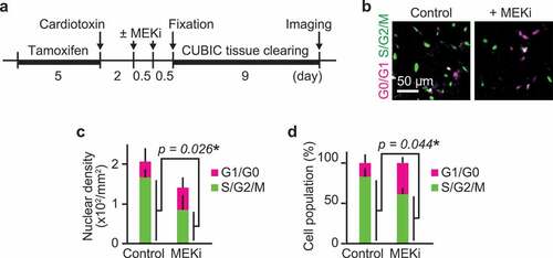 Figure 3. ERK activation is required for G1/S transition in myogenic cells. (a) Experimental scheme of cre-mediated recombination and tissue clearing. Mice were injected with a MEK inhibitor (PD0325901, 5 mg/kg) at 2 and 2.5 dpi. MEK inhibitor-injected mice and uninjected controls were fixed at 3 dpi. (b–d) Representative images (b), averaged nuclear density (c), percentage (d) of myogenic cells expressing Fucci in mouse muscle regenerating regions. Magenta and green colors represent cells in G0/G1 and S/G2/M phase, respectively. All data above were obtained from the same experiment described in (a) (bars, SDs; N = 3 mice for each group; *p < 0.05)