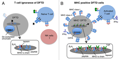 Figure 1. Mechanisms of immune evasion by DFTD cells. (A) Devil T lymphocytes fail to recognize devil facial tumor disease (DFTD) cells as the latter lack MHC molecules on their surface. This is mainly due to the deacetylation-dependent repression of transcription from β2-microglobulin (β2m), transporter associated with antigen presentation (TAP) 1 and TAP2-coding genes. In this situation, MHC Class I heavy chains are produced but retained in the endoplasmic reticulum (ER). Low levels of MHC Class I molecules may be found on the surface of DFTD cells owing to the synthesis of trace amounts of β2m and to peptides derived from ER-resident proteins. (B) DFTD cells can re-express MHC Class I molecules on their surface. Upon interferon γ (IFNγ) treatment of DFTD cells, β2m, TAP1, TAP2, MHC Class II molecules and the transcription factor Class II transactivator (CIITA) are upregulated and MHC Class I molecules are expressed on the cell surface. Devils vaccinated with MHC Class I-expressing DFTD cells are expected to activate a protective T-cell response. Insets represent magnified view of the ER.