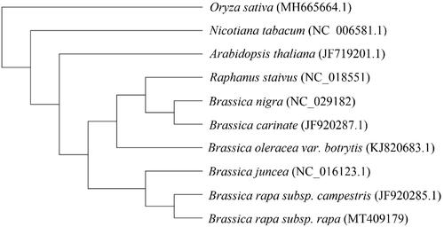 Figure 1. Phylogenetic analysis of ten species based on the mitochondrial genome sequences. The mitochondrial sequence of Oryza sativa was used as the outgroup.