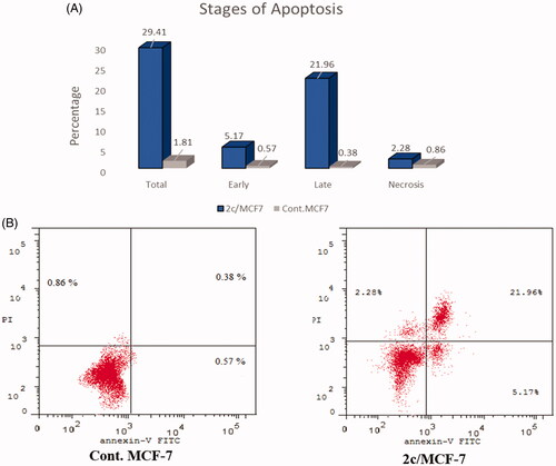 Figure 6. (A). Percentage and stages of induced apoptosis in control MFC-7 and MFC-7 treated with compound 2c. (B) Representative dot plots of MCF-7 cells treated with 2c (1.52 µM) for 24 h and analysed by flow cytometry after double staining of the cells with Annexin-V-FITC and PI.