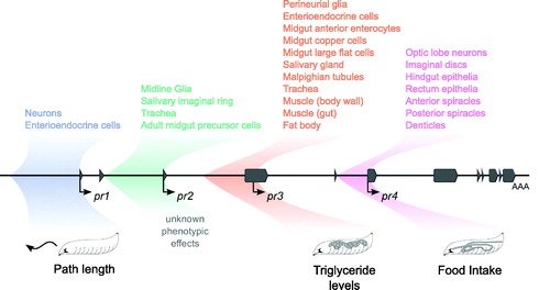 Figure 6. Summary of expression and phenotypic effects. A schematic of the foraging gene in the center with exons in grey and transcription start sites marked with arrows. The regions cloned in the forpr-Gal4s are colored and shaded. The expression patterns seen in the forpr-Gal4s are summarized above the locus. Depictions of the rescued phenotypes are shown below the locus.