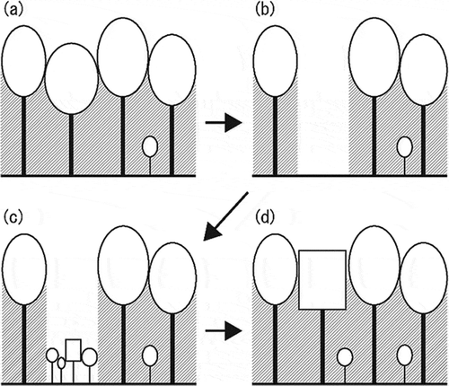Figure 6 A model of the changes in tree composition in forests with climatic change. (a) In a closed forest, low levels of light intensity on the forest floor inhibit the growth of young trees. (b) When a large tree dies, a bright gap appears. (c) In this gap, young trees grow rapidly, competing with each other over light and space. (d) The tree species (or plant functional type, PFT) that best adapts to the new climate is most likely to occupy the cleared gap. Even if an existing tree species could successfully grow in a new climatic environment, tree composition in the forest gradually changes through repetition of this process from (a) to (d).