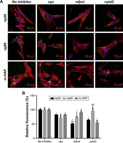 Figure 7 The role of different endocytic pathways in HAPs uptake in hWJ-MSCs. Cells were exposed to HAPs with or without cpz, mβcd, and cytoD, respectively. (A) CLSM images of hWJ-MSCs exposed to HAPs for 2 h. Cells stained for nuclei (blue) and actin (red). HAPs are shown in green color. Scale bars: 50 μm. (B) Quantification of HAPs uptake after hWJ-MSCs were treated with HAPs for 2 h. *P<0.01 versus no inhibitor control, &P<0.05; &&P<0.01 versus m-HAP group, #P<0.01 versus np20 group.Abbreviations: HAPs, hydroxyapatite particles; hWJ-MSCs, human umbilical cord Wharton’s jelly-derived mesenchymal stem cells; cpz, chlorpromazine; mβcd, methyl-β-cyclodextrin; cytoD, cytochalasin D; CLSM, confocal laser scanning microscopy; np20, hydroxyapatite nanoparticles 20 nm in diameter; np80, hydroxyapatite nanoparticles 80 nm in diameter; m-HAP, micro-sized HAP particles; HAP, hydroxyapatite.