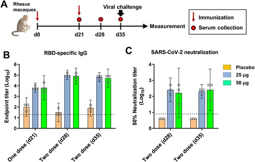 Figure 5. Humoral immune responses to ZF2001 vaccination in rhesus macaques. (A) Time course of immunization, sampling, viral challenge and measurement. Groups of rhesus macaques (n = 3) were immunized with two doses of placebo, the 25 μg vaccine and the 50 μg vaccine. Serum samples were collected at indicated time points post vaccination. At 14 post the second immunization, macaques were challenged with 1 × 106 TCID50 SARS-CoV-2 (20SF107 strain) via intratracheal route. Macaques were euthanized at 7 DPI for tissue harvest. (B) ELISA shows serum IgG against SARS-CoV-2 RBD. Data are geometric mean with 95% CI. (C) SARS-CoV-2 neutralization assay shows the 50% neutralization titre. Data are geometric mean with 95% CI. The dashed line indicates the limit of detection.