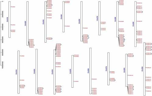 Figure 5. Positions of GRAS gene family members on the switchgrass chromosomes. The leftmost is the chromosome length ruler. The chromosomes were represented by the bars in the figure, and the length represented the size of the chromosomes. The GRAS genes were marked in red at the corresponding position on the chromosome. Genes in tandem repeats are shown beside the blue lines