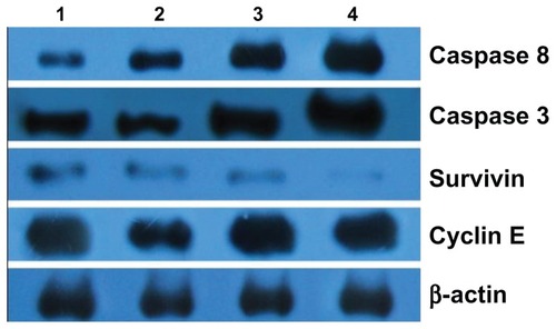 Figure 8 Expression of caspase 3, caspase 8, survivin, and cyclin E protein in Raji cells by western blot after treatment of wogonin with or without magnetic nanoparticles for 48 hours. Lane 1, control group; Lane 2, 80 mg/L magnetic nanoparticles; Lane 3, 12.5 μmol/L wogonin; Lane 4, 12.5 μmol/L wogonin-magnetic nanoparticles.