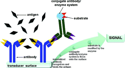 Figure 6 An example of antibody-based immunosensor: the antibody recognizes and binds the target antigen in solution producing a stable complex. After washing out the interferents, a specific antibodyenzyme conjugate complex is flown onto the system. The enzyme modifies the substrate producing a signal proportional to the amount of antigen-enzyme conjugate. Thus antigen concentration is indirectly determined. (Color figure available online.)