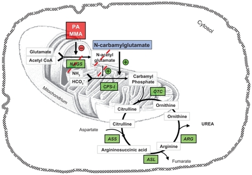 Figure 1 Schematic representation of the urea cycle and related pathways.