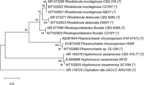 Figure 7. Phylogenetic tree of Order Polyporales (Class Agaricomycetes, Phylum Basidiomycota), Order Sporidiobolales (Class Microbotryomycetes, Phylum Basidiomycota) and Order Mucorales (Class Mucoromycetes, Phylum Mucoromycota) based on ITS rRNA genes. The evolutionary history was inferred by using the Maximum Likelihood method and Tamura 3-parameter model [Citation54]. The tree with the highest log likelihood (–3580.61) is shown. The percentage of trees in which the associated taxa clustered together is shown next to the branches. Initial tree(s) for the heuristic search were obtained automatically by applying Neighbor-Join and BioNJ algorithms to a matrix of pairwise distances estimated using the Tamura 3 parameter model, and then selecting the topology with superior log likelihood value. A discrete Gamma distribution was used to model evolutionary rate differences among sites (5 categories (+G, parameter = 0.8620)). The tree is drawn to scale, with branch lengths measured in the number of substitutions per site. This analysis involved 14 nucleotide sequences, including ones in this study (*), from related type strains (T) and Chytridium olla UACCC ARG100 (T) used as an outgroup.