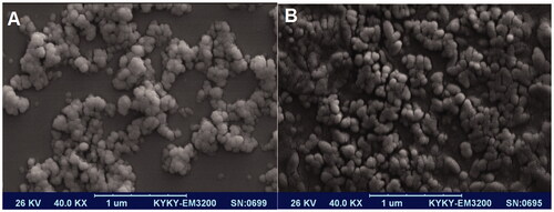Figure 1 Scanning electron microscopic image: (A) chitosan nanogel contain farnesol and (B) alginate nanogel contain farnesol.