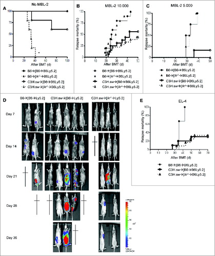 Figure 1. Ikaros deficiency in host APCs does not increase GVL responses regardless of enhanced GVHD in experimental HCT. WT B6 Ly5.2 animals were lethally irradiated with 11 Gy and infused with 5 × 106 bone marrow (BM) cells and 5 × 106 splenocytes from syngeneic Ly5.1 WT B6 or Ik−/− B6 donors. Four months later these [B6→B6Ly5.2] or [Ik−/−→B6Ly5.2] chimeras received 9 Gy irradiation and 1 × 106 CD90+ T cells together with 5 × 106 BM cells from either syngeneic B6 or allogeneic MHC-matched or multiple miHA-mismatched C3H.sw donors concurrently with syngeneic MBL-2 tumor at the same time as allo-HCT. (A) Overall survival data of GVHD study. (•) B6→[B6→B6Ly5.2], (▴) B6→[Ik−/−→B6Ly5.2], (Ë) C3H.sw→[B6→B6Ly5.2], (–)C3H.sw→[Ik−/−→B6Ly5.2]. Data shown are one representative dataset (n=3–5/each group) of 5 independent experiments. (B, C) Tumor mortality data for MBL-2 at 10,000 cells/mouse (n=10–18/group) (B) and 5,000 cells/mouse (n=4–10/group). (C) (•) B6→[B6→B6Ly5.2], (▴) B6→[Ik−/−→B6Ly5.2], (Ë) C3H.sw→[B6→B6Ly5.2], (–)C3H.sw→[Ik−/−→B6Ly5.2]. Data are combined from 2 or 3 independent experiments. (D) Tumor growth was monitored using bioluminescence imaging (BLI) after allo-HCT (n=2–5). Representative data from 3 independent experiments are shown. (E) Tumor mortality data of the same model using a different syngeneic tumor, EL-4 (10,000 cells/mouse, n=3–12/group). (•) B6→[B6→B6Ly5.2], (Ë) C3H.sw→[B6→B6Ly5.2], (–) C3H.sw→[Ik−/−→B6Ly5.2]. Data are combined from 2 independent experiments.