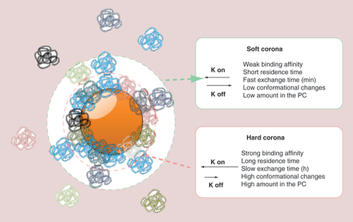 Figure 2. Nanoparticle–protein corona complexes: characteristics of hard and soft coronas.The protein corona represents the biological entity of a nanoparticle. Hard corona proteins are directly adsorbed on the nanoparticle surface due to their strong binding affinity. These proteins also have a slow exchange time. Soft corona proteins associate with the hard corona via weak protein–protein interactions, thus showing a short residence time around the nanoparticle and a fast exchange time. The objects are not drawn in scale.PC: Protein corona.