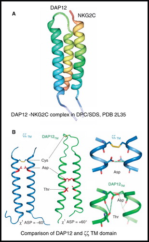Figure 9. NMR structure of DAP12-NKG2C complex. (A) Structure of DAP12-NKG2C complex in DPC/SDS and (B) comparison of DAP12 and ζζ TM domain structures. The picture in A was produced using the PDB file and PDB Protein Workshop 3.9 (Moreland et al. Citation2005); B is adapted by permission from Macmillan Publishers Ltd: Nature Immunology (Call et al. Citation2010; copyright 2010). This Figure is reproduced in colour in Molecular Membrane Biology online.