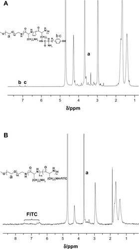 Figure S2 1H NMR spectra of (A) PEG45-b-P(Lys31.7-co-LysTyr0.3) and (B) PEG45-b-P(Lys24-co-LysFITC8) in D2O.Abbreviations: NMR, nuclear magnetic resonance; PEG, polyethylene glycol; PLys, poly(L-lysine); PAsp, poly(aspartic acid); FITC, fluorescein isothiocyanate; Tyr, tyrosine.