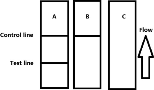 Figure 4. Illustration of typical strip test results. If the sample is negative (A), a positive result could be indicated only if the control line appears (B), and if the control and test line does not appear (invalid) (C).