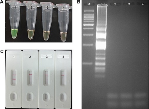 Figure 4 Verification and detection of Listeria monocytogenes-MCDA products.Notes: (A) Reaction products of L. monocytogenes-MCDA assay were visually detected by observation of the color change. (B) Agarose gel electrophoresis of L. monocytogenes-MCDA products was shown. (C) LFB applied for visual detection of L. monocytogenes-MCDA products. Tube 1/lane 1/strip 1, positive amplification of L. monocytogenes strain (EGD-e); tube 2/lane 2/strip 2, negative control of Listeria ivanovii strain (ATCCBAA-678); tube 3/lane 3/strip 3, negative control of Salmonella strain (ICDC-NPSa001); tube 4/lane 4/strip 4, blank control (DW). Lane M, DNA maker DL 100.Abbreviations: DW, double distilled water; LFB, lateral flow biosensor; MCDA, multiple cross displacement amplification.