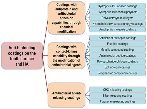 Figure 1 Anti-biofouling coatings on the tooth surface and HA.