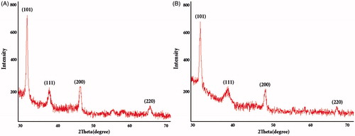 Figure 8. XRD spectra of AgNPs synthesized using Nt-cV (A) and Nt-cS (B) callus extracts.