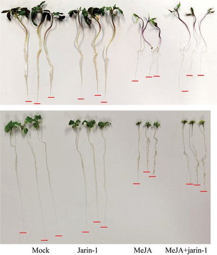 Figure 2. Effect of MeJA and jarin-1 on S. lycopersicum and B. nigra root growth. Representative photographs of seedlings (upper panel, S. lycopersicum; lower panel, B. nigra) 12 days after treatment with 10 µM jarin-1 and 10 µM MeJA. S. lycopersicum and B. nigra seedlings were placed in half-strength Hoagland solution. Four days after germination on agar plates in the dark, seedlings were placed into aluminium-wrapped 50 ml falcon tubes (without cover) filled with half-strength Hoagland’s solution supplemented or not with MeJA (10 µM) and/or jarin-1 (10 µM). There were four treatments (tubes) in total, including mock, 10 µM MeJA, 10 µM jarin-1, 10 µM jarin-1 plus 10 µM MeJA. Seedlings were incubated for 8 days in the growth room under conditions of 25°C (day)/21°C (night), 16‐h light: 8‐h dark. Subsequently, seedlings were carefully removed from falcon tubes and photographed.