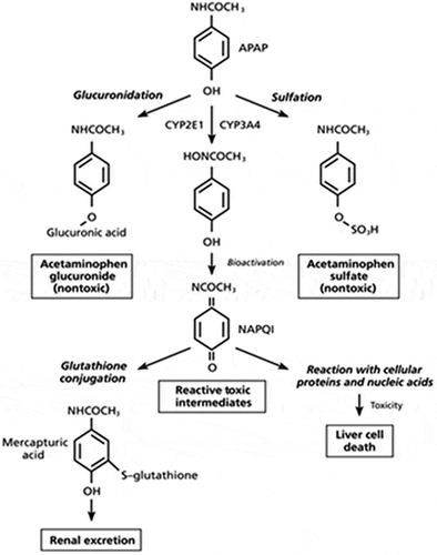 Figure 4. Metabolic pathways of paracetamol. Reprinted with permission from: Roofthooft, D.M.E., Paracetamol and Preterm Infants: a painless liaison? PhD thesis, 2015, Erasmus University.