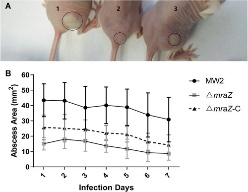Figure 4 Comparison of infected area of mouse skin abscess. (A) The picture of representative abscesses on days 2 after infection. The No. 1 indicated an abscess after infection with a wild-type MW2 strain, No. 2 was a ΔmraZ strain, and No. 3 was a ΔmraZ-C strain. (B) a plot of the area changes of abscesses during skin infections in mice every day.