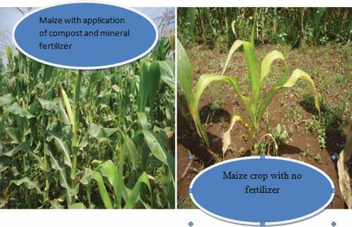 Figure 4. Effect of INM on sustainable crop growth.