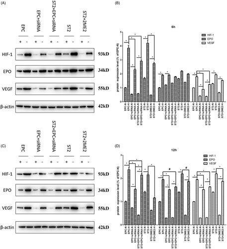 Figure 7. The expression of key molecules at protein level at 6 h and 12 h. (A) The bands of Western blot after 6 h. (B) The quantification of grey values of A. (C) The bands of Western blot after 12 h. (D) The quantification of grey values of C. “+” and “N” means normoxic condition, “–” and “H” means hypoxic condition. “*” means p < .05, “#” means p > .05.