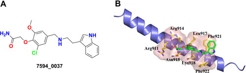 Figure 1 New c-Myc inhibitor 7594–0037. (A) Structure of compound 7594–0037. (B) The predicted the binding mode of compound 7594–0037 to its receptor c-Myc. The key residues of c-Myc that are used by compound 7594–0037 for binding are shown in stick model and colored in yellow.