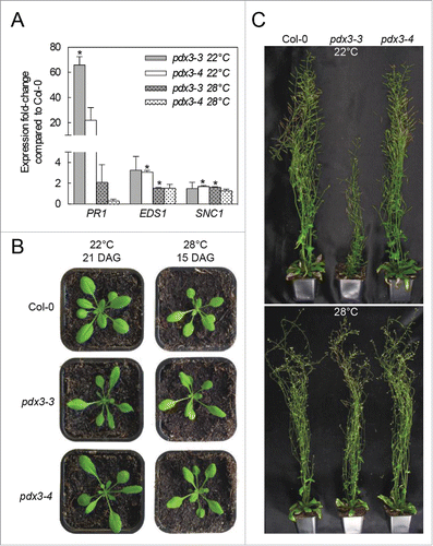 Figure 1. The vegetative and reproductive developmental phenotypes of pdx3 are abrogated by elevated temperature. (A) Expression analysis of selected key genes involved in salicylic acid mediated defense of 21-day-old plants grown on soil at either 22°C or 28°C. The data are presented as means ± SE for 3 biological replicates. Statistically significant changes compared to wild-type under the respective condition were calculated by a 2 tailed Student's t-test for P < 0.05 and are indicated by an asterisk. (B) Vegetative stage phenotype of pdx3-3 and pdx3-4 compared to wild-type grown either at 22°C (21-day-old), or at 28°C (15-day-old). The different ages were chosen to represent equivalent developmental stages under the respective conditions. (C) Reproductive stage phenotype of pdx3-3 and pdx3-4 compared to wild-type grown either at 22°C (upper panel) or at 28°C (lower panel). Pictures were captured of 39-day old plants. In all cases plants were grown on soil under a 16-hour photoperiod (120 μmol photons.m−2 s−1) and 8 hours of darkness either at 22°C or 28°C as indicated. The data at 22°C in (A) and (C) have been reproduced from Colinas, M., Eisenhut, M., Tohge, T., Pesquera, M., Fernie, A.R., Weber, A.P.M., and Fitzpatrick, T.B. (2016). Balancing of B6 vitamers is essential for plant development and metabolism in Arabidopsis. Plant Cell: In press. tpc.15.01033v1-TPC2015-01033; www.plantcell.org; Copyright American Society of Plant Biologists.