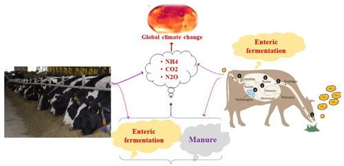 Figure 1. An overview of animal feed, rumen microbiota and enteric methane emissions in dairy cattle.