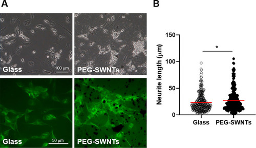 Figure 6 Effect of PEG-SWNTs on SH-SY5Y cell neurite outgrowth. SH-SY5Y cells were differentiated with 10 µM of retinoic acid for seven days on either a PEG-SWNT-treated surface or a control glass coverslip. (A) The upper panel shows bright field images for each group and the lower panel indicates microtubule-associated protein 2 (MAP2) stained cells on each surface. (B) The neurite length of differentiated SH-SY5Y cells on each surface was quantified with the ImageJ 1.52a software. (unpaired t-test, *P < 0.05; n = 5 for each group).