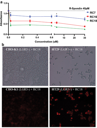 Figure 3. RSPO1 binding assays. a) ELISA data showing dose-response competition of recombinant human RSPO1 binding to human LGR5 coated plates by RC07, RC16 and RC18. b) brightfield (top) and fluorescent (bottom) images of direct binding of the fluorescent RC18 contrast agent to CHO-K1 (LGR5-negative) cells (left) vs. HT29 (LGR5-positive) human colon cancer cells (right). * p < 0.05 (Tukey’s multiple comparisons test).