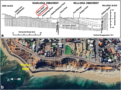 Figure 2. a: N–S coastal transect across the Noarlunga and Willunga Embayments showing locations of the cliff sections in relation to the geology, including the main faults defining the southern margins of the embayments (May & Milnes, Citation2024). Trend-lines represent bedding in Cenozoic sediments; vertical lines represent Neoproterozoic bedrock (modified from McGowran et al., Citation2016). b: view of the cliff section from Witton Bluff southwards. Late Eocene Blanche Point Formation (white) crops out just above beach level at the base of the cliff. The unconformably overlying Pleistocene non-marine sequence is brown-coloured. (Google earth image).
