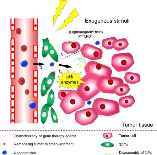 Figure 2 MSR-DDSs trigger by exogenous factors and TEM stimuli for (a) size shrinkage and (b) accelerated drug release, (c) tumor tissue penetration.