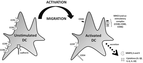 Figure 1.  Changes in DC marker expression following activation. In the resting state, DC express high levels of CCR1, CCR2, CCR5, CCR6, and E-cadherin. Upon activation, these markers are down-regulated and a number of other markers are up-regulated, including CCR7, CD40, ICAM1, MHC-II, and the co-stimulatory complex (CD40, CD80, and CD86). In addition, metalloproteinase (MMP)-2, MMP-3, MMP-9, and the cytokines IL-1β, IL-6, and IL-18 are all released. These changes facilitate mobilization, maturation, and migration of DC away from the skin and towards the LN.