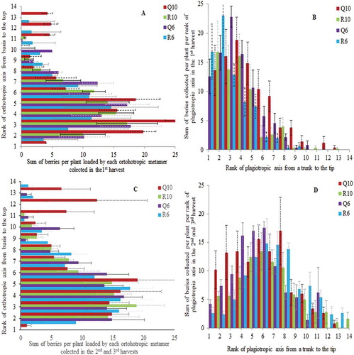 Figure 1. Mean and standard error values of sum of berries per plant distributed over vertical (A and C) and horizontal profile, on the second-order axes (B and D), in the first production year (2010). The sum of berries collected in the first harvest is shown on upper line and sum of berries collected in the second and third harvests is represented at lower line. Plants were cultivated under two planting patterns (Q – square and R – rectangular) and densities (10,000 and 6000 plants ha−1).