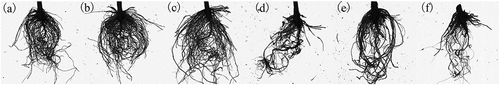 Figure 1. Scanned image of pepper root system under different treatments. Control (a), ZNC5 (b), ZNC20 (c), Rs (d), ZNC5+Rs (e), ZNC20+Rs (f).