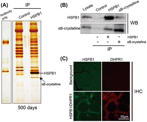 Fig. 5. Association of HSPB1 and αB-crystallin in aged chicken muscle.Notes: (A) Co-immunoprecipitation analysis of HSPB1 using Hsp25/27 antibody from pectoralis muscle of aged chicken (500 days). The lysates from aged muscle were incubated with Hsp25/27-conjugated protein G agarose. The immunoprecipitates were separated by SDS-PAGE and stained with silver staining. Hsp25/27 antibody only (left lane) and immunoprecipitation without antibody (control: middle lane) show a non-specific band. An arrow indicates the band of αB-crystallin identified by nanoLC/MS/MS. (B) Pull down assay with Hsp25/27 (lane 3) or αB-crystallin (lane 4) antibody using the lysate of mouse skeletal muscle. The immunoprecipitates were analyzed by Western blotting with specific antibodies. Means from the control samples without both antibodies. (C) Immunohistochemical analysis of HSPB1 in culled chicken muscle. Transverse sections were co-stained with Hsp25/27 and DHPR1 antibodies.