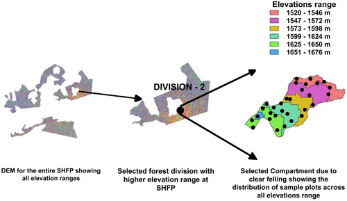 Figure 2. Sampling procedure used to select forest compartment understudy.