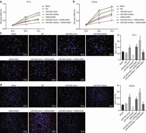 Figure 5. MTT and EdU assay reveals that the up-regulation of miR-300 or DAB1 silencing can enhance cell proliferation, while inhibition of miR-300 suppresses the proliferation of PC cells