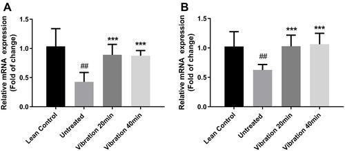 Figure 7 (A) p38 relative mRNA expression in liver, (B) AMPKα relative mRNA expression in liver.Notes: Data are expressed as mean ± SD. P-value <0.05 were considered significant. ***P<0.001 vs untreated. ##P<0.01 vs lean control.