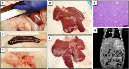 Figure 7. Necropsy - Specialty Diet Chronic Pigs. Necropsy revealed no gross damage within the abdomen in situ (A). When excised in tota no damage was found on the exterior of the spleen (B), pancreas (C), nor liver (D-E). 1-week post-treatment showed no signs of morbidity within the pancreatic tissue (F) and CT did not show any indication of ablation or off-target damage (G).