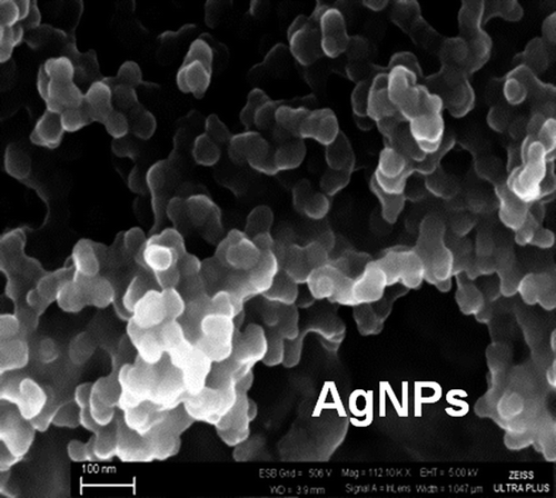 Figure 1. A representative SEM micrograph of the AgNPs purchased/used in this study.
