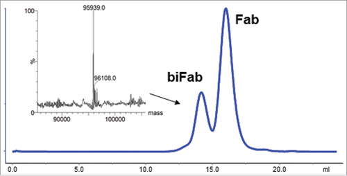 Figure 7. Purification of biFab heterodimer. Following overnight incubation of DBCO- and azido-conjugated Fabs, RESPECT bispecific antibody (biFab) was purified by S-200 SEC chromatography. The fractions containing the RESPECT bispecific antibody were pooled and the mass was analyzed by mass spectrometry (inset).