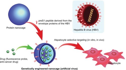 Figure 1 Schematic illustration of genetically engineered nanocages for hepatocyte selective targeting.
