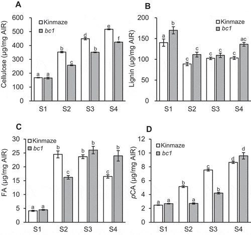 Figure 5. Contents of cell wall components at S1 to S4 stages of elongating internodes shown in Figure 2. Cellulose content per AIR (a), acetyl-bromide lignin per AIR (b), alkaline-soluble FA (c) and pCA (d) per AIR in wild type, Kinmaze (white bar), and bc1 mutant (gray bar) cell walls are shown. Values are averages of three biological replicates, and bars represent standard errors. Statistical analysis was performed using Tukey’s test. Different letters indicate significant difference at p < .05.