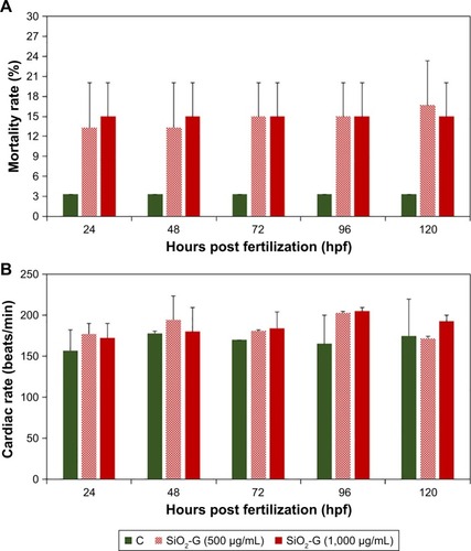 Figure 6 In vivo toxic effects of the materials tested.Notes: (A) Mortality and (B) cardiac rates of zebrafish embryos/larvae exposed to the SiO2-G nanohybrids (500 and 1,000 µg/mL). The mortality rates demonstrated a nonsignificant increase mainly 24 hpf, after exposure to the nanohybrids at the concentrations of 500 and 1,000 µg/mL. Embryos/larvae exposed to the nanohybrids demonstrated a slight tachycardia at the concentrations of 500 and 1,000 µg/mL. The error bars represent the standard errors of the means of two separate experiments, 30 embryos in each group. All the P-values are >0.05 compared with the control group using Student’s t-tests (two-tailed, unequal variance).Abbreviations: C, control group; SiO2-G, silica–gentamicin.