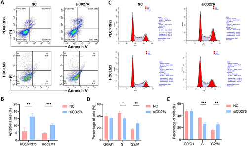 Figure 7 Effects of CD276 knockdown on cell cycle progression and apoptosis. (A and B) Cell apoptosis analyses of PLC/PRF/5 and HCCLM3 cells transfected with NC or siCD276. (C) Cell cycle analyses of PLC/PRF/5 and HCCLM3 cells transfected with NC or siCD276. (D) Statistical analysis of the results of cell cycle progression assays on PLC/PRF/5 cells transfected with NC or siCD276. (E) Statistical analysis of the results of cell cycle progression assays on HCCLM3 cells transfected with NC or siCD276.