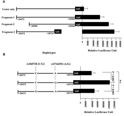 Figure 3 Luciferase activity assay for the fragments containing IL-18 3’ UTR. (A) nested deletions of this region were generated, cloned into pGL3 luciferase vector and transfected in HuH7 cell line for 24 h. (B) As fragment 3 showed the highest luciferase activity, it was further tested to evaluate the effect of the SNPs included in this fragment on the expression activity. Cells were harvested and tested for luciferase activity after normalization using renilla luciferase enzyme. Each experiment was performed in triplicates. Values represent mean ±SD.