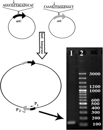 Figure 3. Schematic representation of recombination pattern of two vectors containing attI and attC sequences recognized by intI by using specific primers.